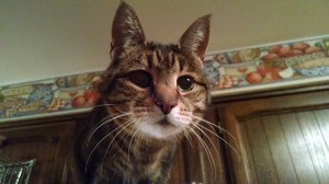 IMG_20150218_064250413