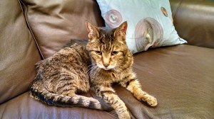 IMG_20150602_162546383_HDR