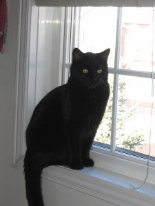 Black_cat_on_window