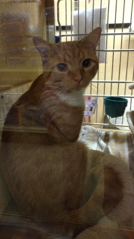 IMG_20160803_181144995