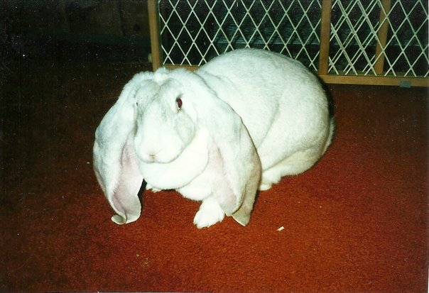 Rabbit in the Hat (1)