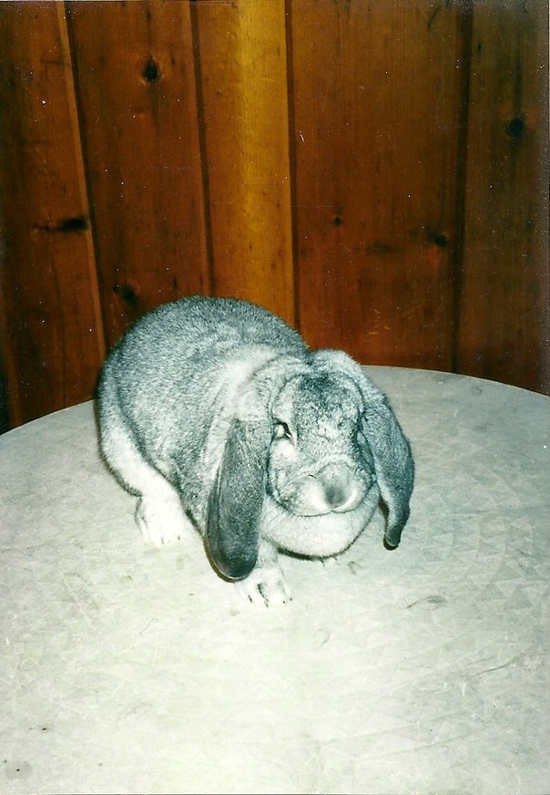 Rabbit in the Hat (2)