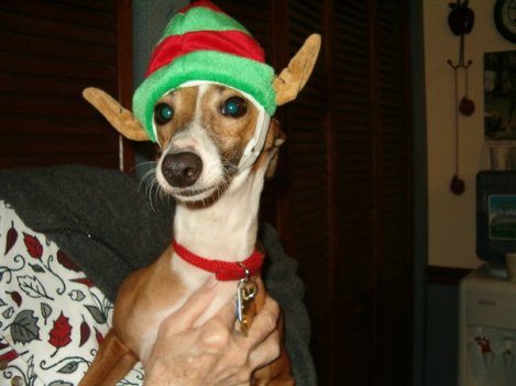 Red the April Fool (1)