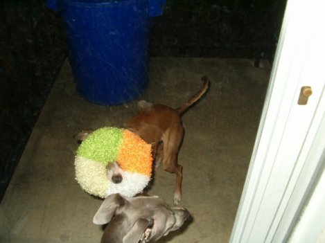 Red the April Fool (2)