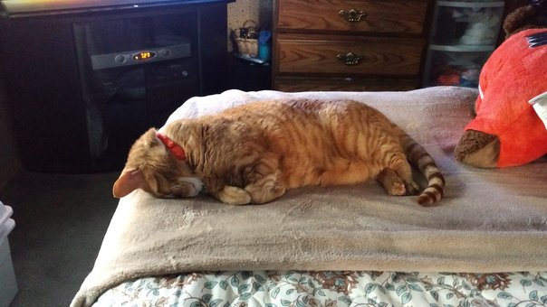 Tiger the Gotcha Day Lump (1)