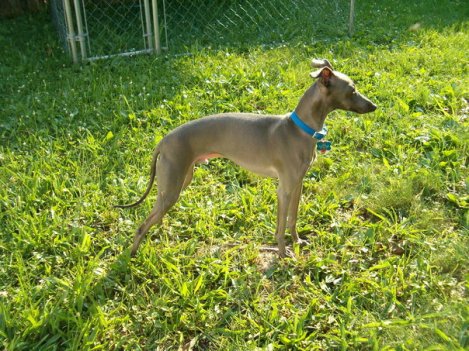 Canine Cardiac Care (2)