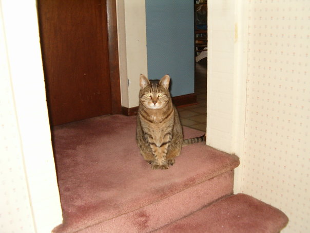 Storm Predicting Pets (1)