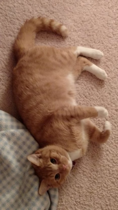 Storm Predicting Pets (2)