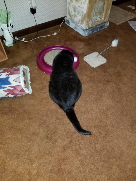 Black Cat Appreciation Day 2018 (1)