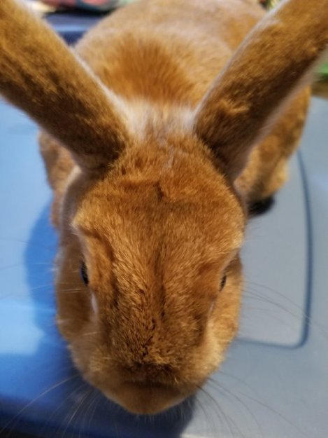 Introducing Bugs (1)