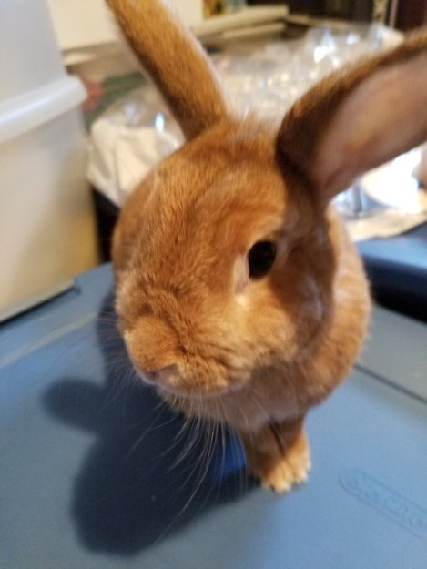 Introducing Bugs (2)