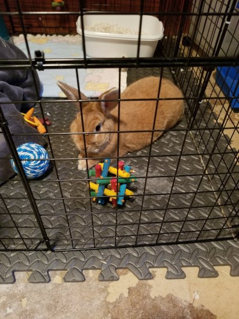 You've Come a Long Way, Bunny (2)