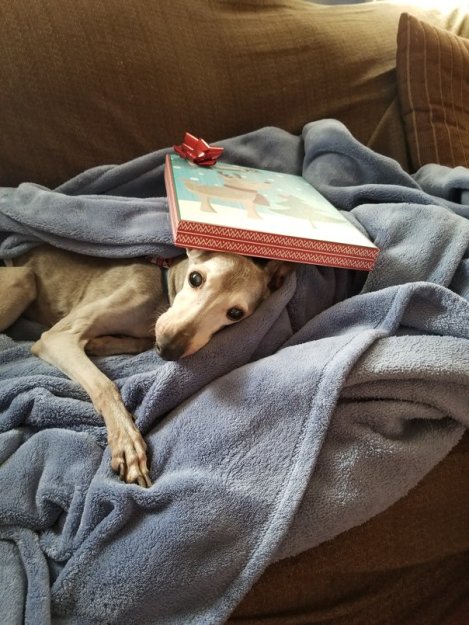 new year new pet (1)