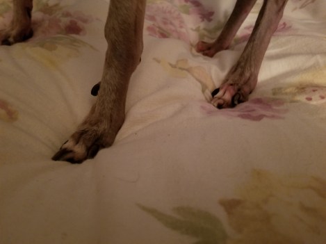 Nail Trim Trauma (2)