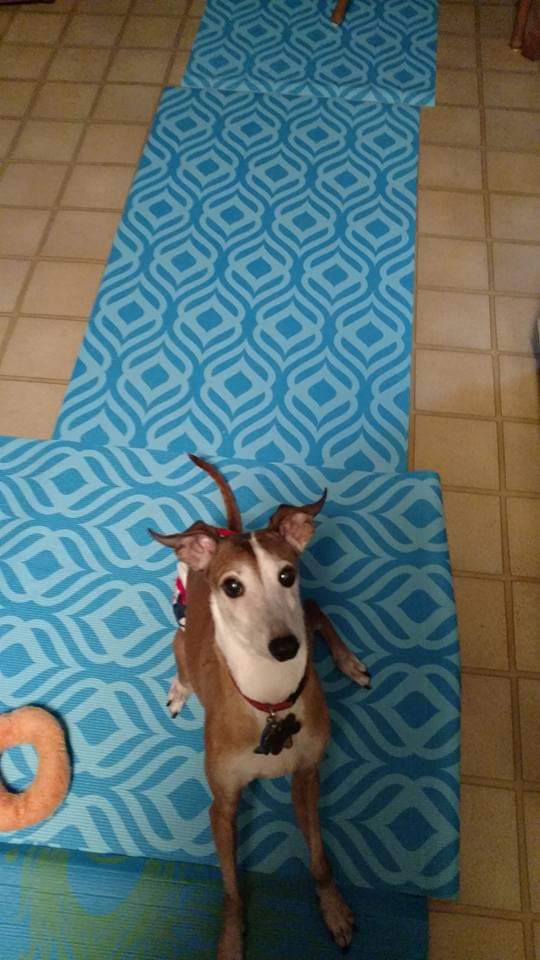 Old Dog Accommodations (2)