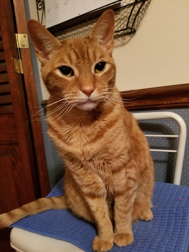 (Stink) Eye of the Tiger (1)