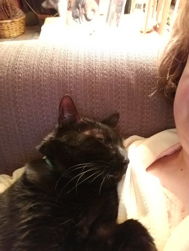 Appreciating the Black Cat's Gotcha Day (2)