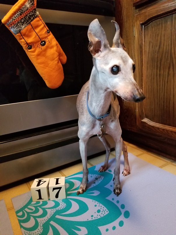 The Moo The Myth The Legend (2)