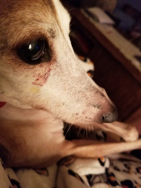 I Fought the Cat and the Cat Won (1)