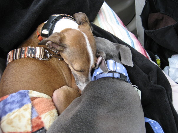 Car Sick Canine (1)
