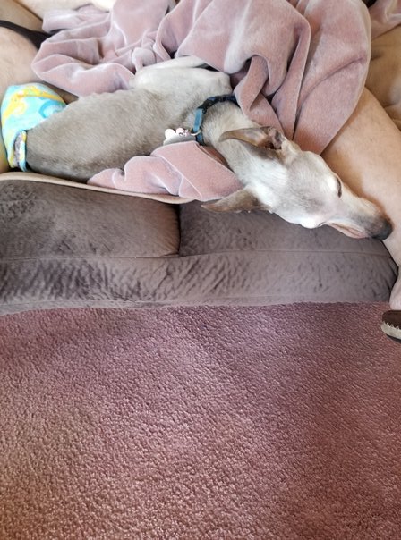 The Fur in Furniture (1)